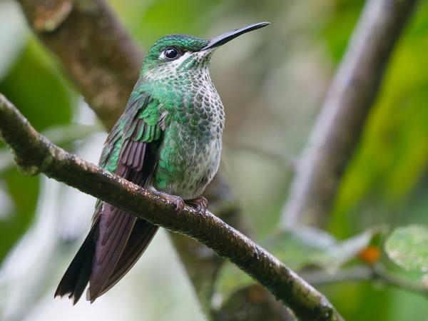 <h3><a href="/trips/costa-rica/biota/animalia/chordata/aves/033 apodiformes/004 trochilidae/heliodoxa jacula/heliodoxa jacula-nl.html">Heliodoxa&nbsp;jacula</a> / Green‑crowned&nbsp;brilliant / Groenkruinbriljantkolibrie</h3>OM-1 Mark II met OLYMPUS M.150-400mm F4.5, 1/400 sec  bij F4.5, ISO 10000, afstand 3.28&nbsp;m